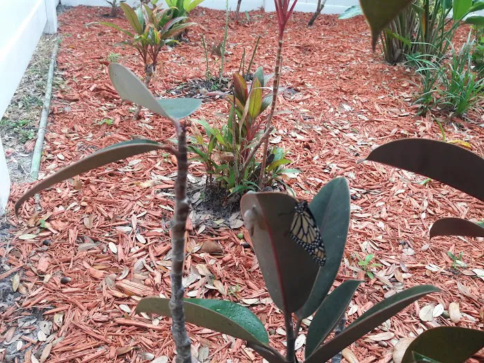 Dunedin Palms Mobile Home Park Picture 6