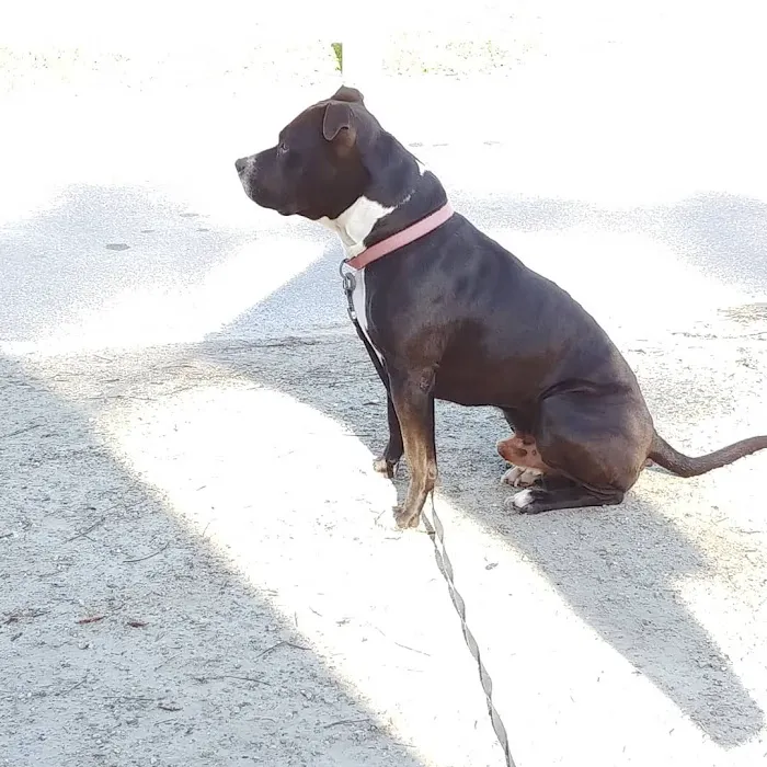 Sunshine Trailer Park Picture 8