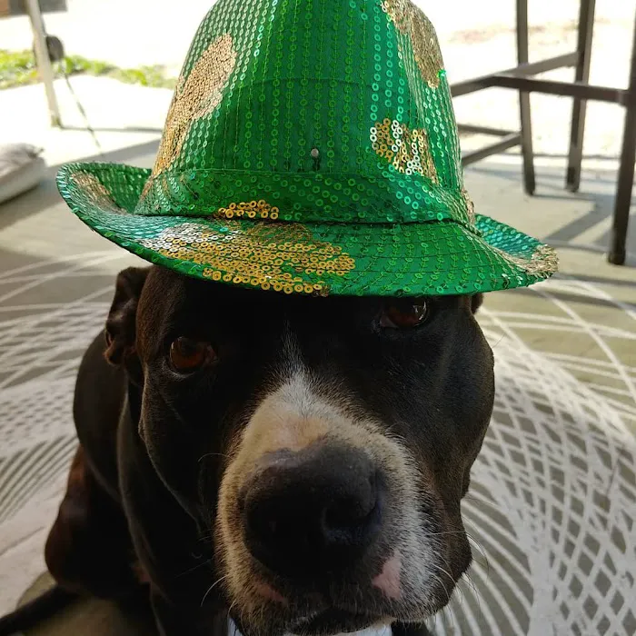 Sunshine Trailer Park Picture 5