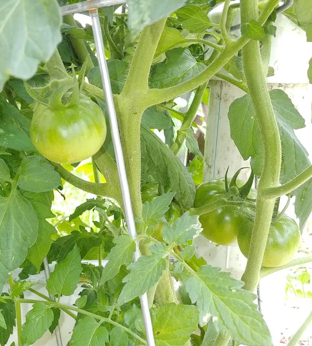 Sunshine Trailer Park Picture 7