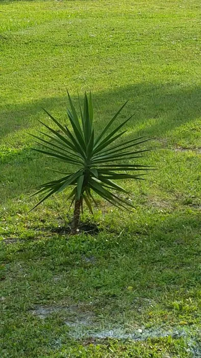 Village Glen Picture 9