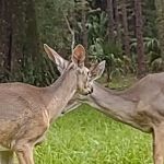 Alcove Park For Mobile Homes