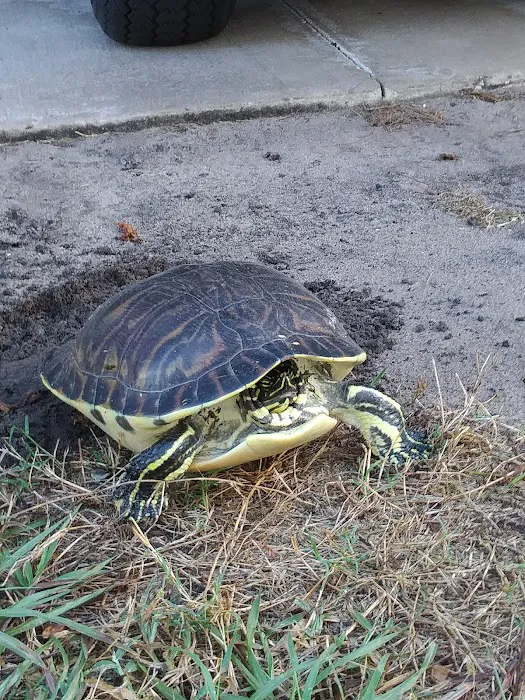 Lake Fox Village Picture 2