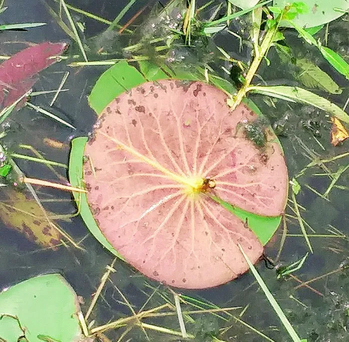 Lake Fox Village Picture 8