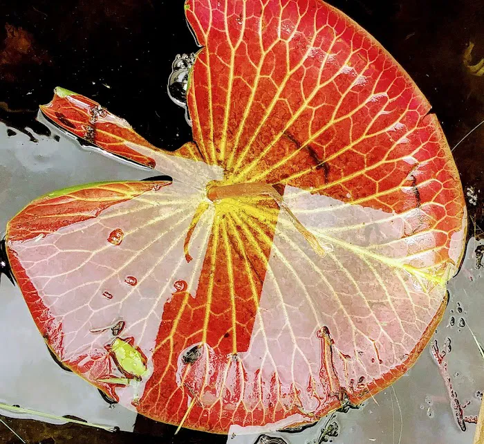 Lake Fox Village Picture 7