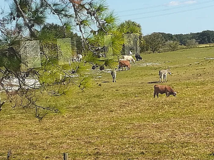 Peace Creek RV Park Picture 6