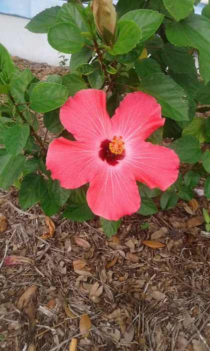 Bullock's Landing Picture 4