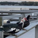 Fountainview Estates Inc