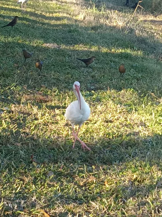 Golden Wings Picture 5