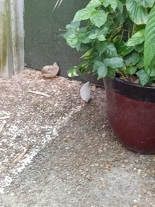 Palm Hill Country Club Picture 8