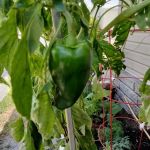 Indian Rocks Estates