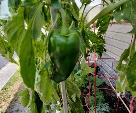 Indian Rocks Estates