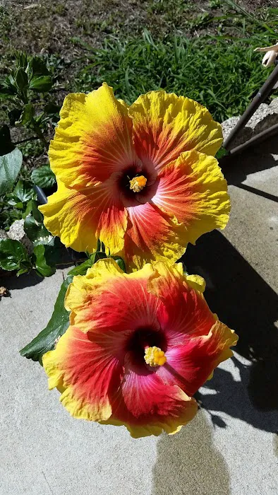 Parakeet Park Mobile Home & RV Community Picture 6