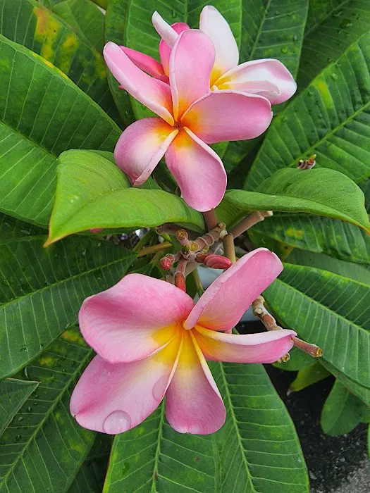 Heritage Village MHP Picture 1