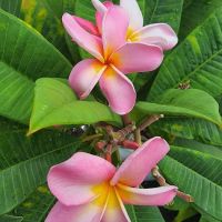 Heritage Village MHP ico