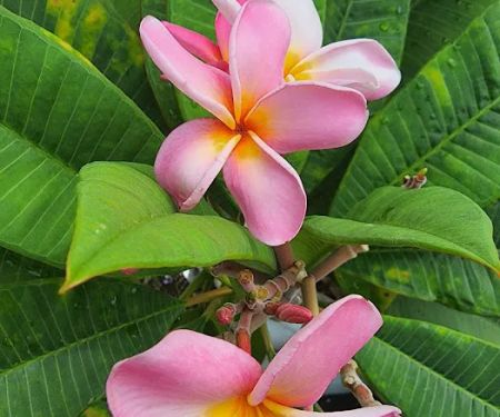 Heritage Village MHP