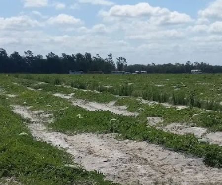 Pine Cone Mobile Home Park