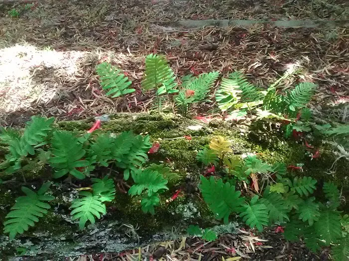 Whispering Pines Mobile Home Prk Picture 8
