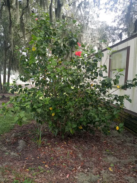 Lone Oaks Mobile Home Park Picture 3