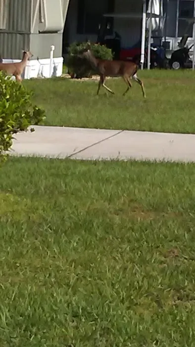 Lake Kissimmee Mobile Home Park Picture 4