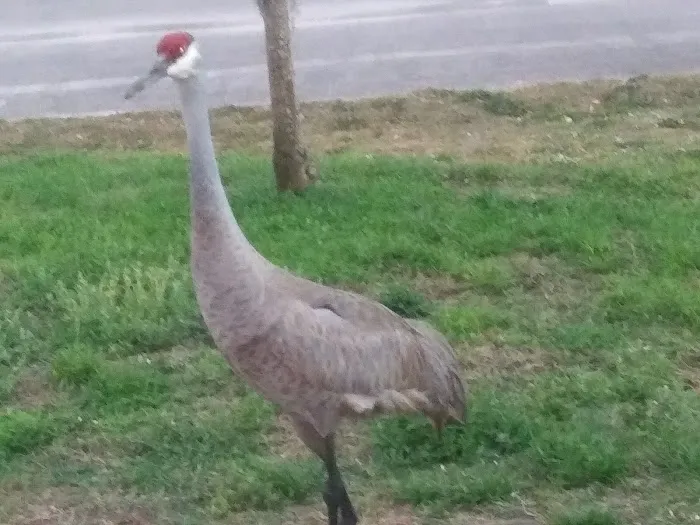 Lake Kissimmee Mobile Home Park Picture 6
