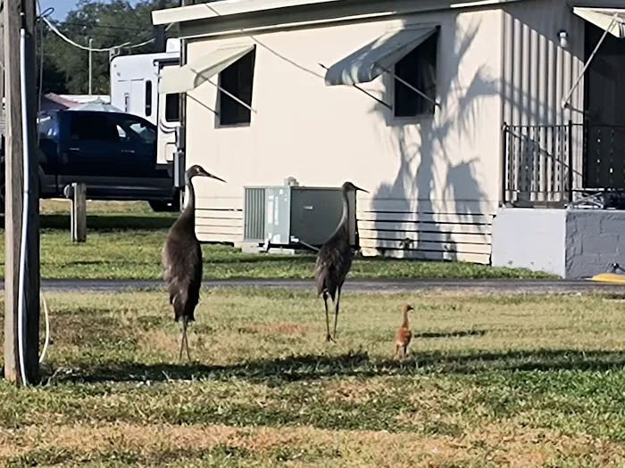 Floral Village Mobile Home & RV park Picture 5