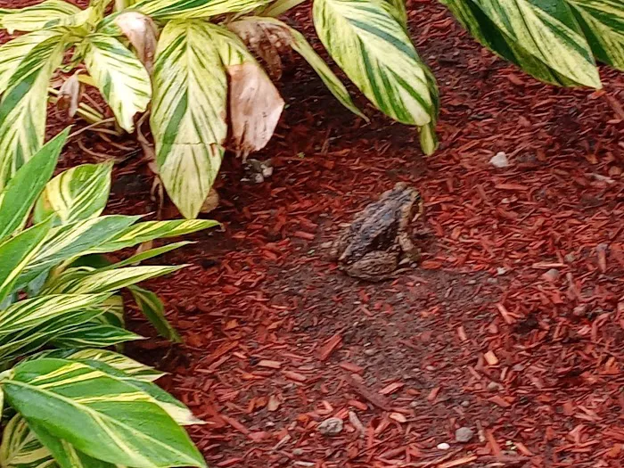 Floral Village Mobile Home & RV park Picture 8