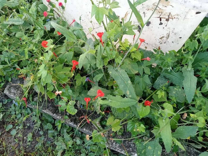 Floral Village Mobile Home & RV park Picture 9