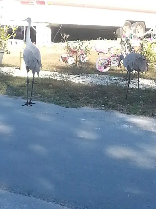 Citrus Hills RV Park Picture 10