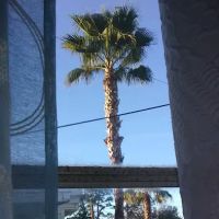 Palm Grove Village ico