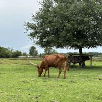 RV Camping Florida, by River Ranch ico