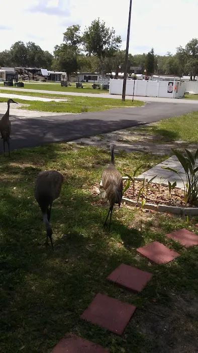 Rice Creek RV Resort Picture 9