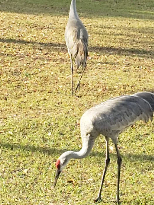 Hacienda Heights Manufactured Home Park Picture 6