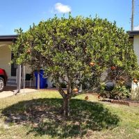 Colony Point Mobile Home Park ico