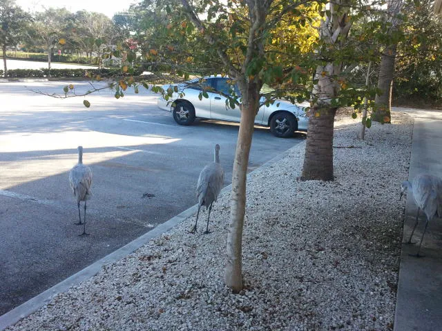 Heron Cay Picture 10