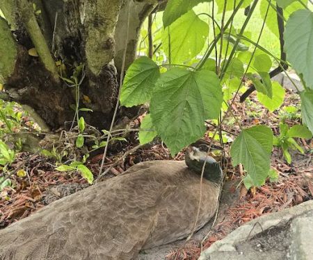 Sawgrass Lake Estates