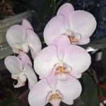 Vagabond Mobile Home Park