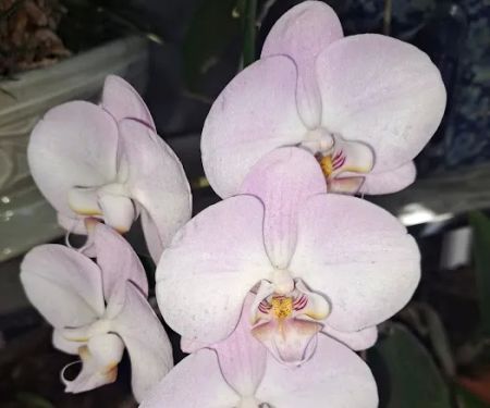 Vagabond Mobile Home Park