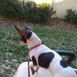 Lake Bonnett Village Associates