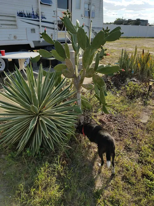 Sunny Pines RV & Mobile Home Park Picture 5