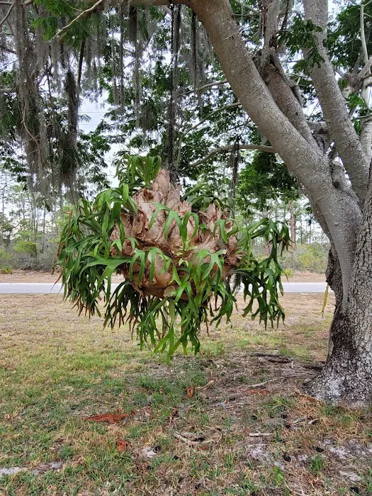 Sebring Gardens RV Park Picture 7