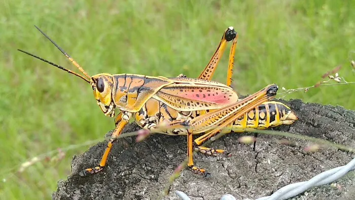 Golden Ponds Manufactured Home Community Picture 7