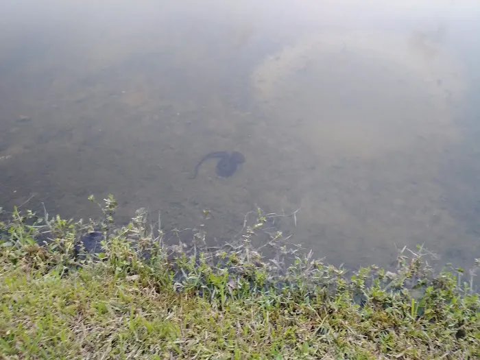 Treasure Coast RV Resort Picture 8