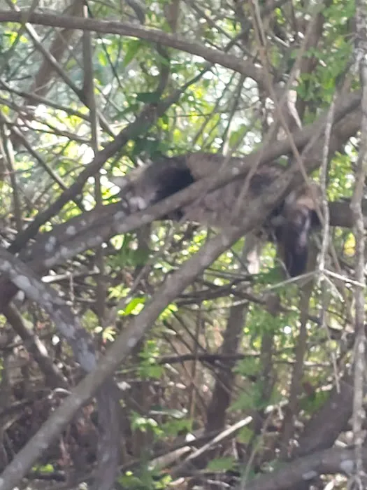 Pine View MHP Picture 9