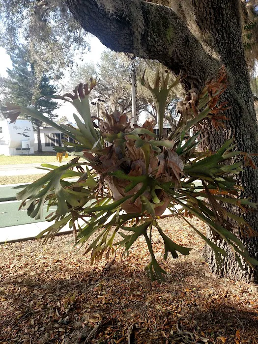 Highland Oaks RV Resort Picture 4