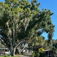 Oak Shores ico