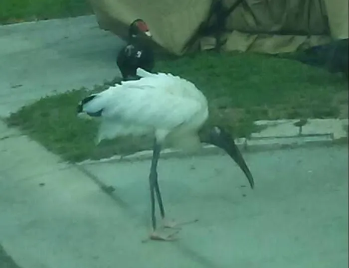 Treasure Village Picture 5