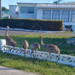 Lake Garden Mobile Home Park