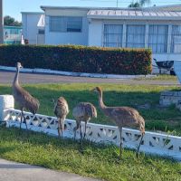Lake Garden Mobile Home Park ico