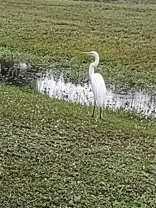 Sabal Palm RV Resort Picture 9